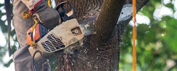 How Our Tree Care Process Works  in  Milton, PA