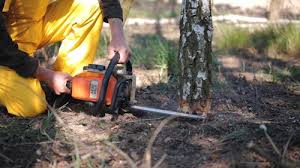 Best Fruit Tree Pruning  in Milton, PA