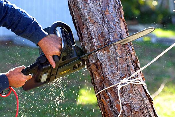 How Our Tree Care Process Works  in  Milton, PA