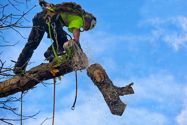  Milton, PA Tree Care Pros