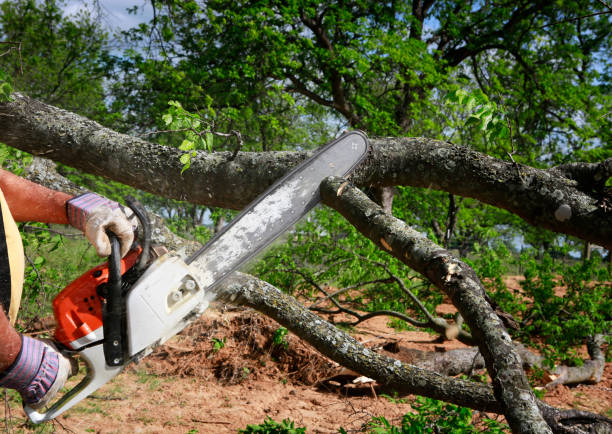 Reliable Milton, PA Tree Care Solutions